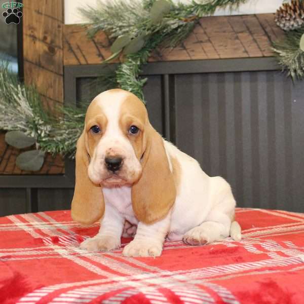 Scooter, Basset Hound Puppy